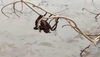 Australians rescued this giant spider â and their decision is being questioned by the rest of the world.
