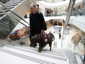 A little-noticed promise in the most recent federal budget has sparked applause and sighs of relief from veterans across Canada dealing with post-traumatic stress disorder and other psychological trauma. Veteran Ian Wadleigh walks his dog Mocha as they take part in a Canadian Veterans Service Dog training session at a mall in Ottawa on Tuesday, March 6, 2018.