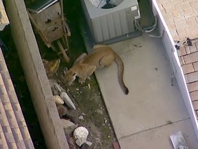This Monday, March 26, 2018 aerial image made from video provided by KABC-7 shows a mountain lion walking between residential houses in the eastern Los Angeles County community of Azusa, Calif. near the San Gabriel Mountains wilderness on Monday, March 26, 2018