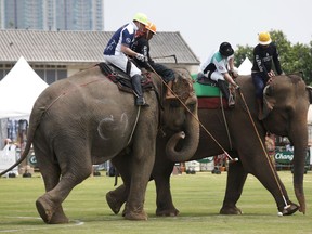 Polo players behind mahouts sit astride each elephants as they vie for the ball during the King's Cup Elephant Polo tournament in Bangkok, Thailand, Thursday, March 8, 2018. The annual elephant polo charity event raises funds for projects that better the lives of Thailand's wild and domesticated elephant population.