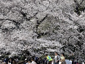 Visitors gather for flower viewing at Shinjuku Gyoen national garden in Tokyo, as cherry blossom flowers are at full bloom Monday, March 26, 2018. Japan warms up for the spring season. These flowers only last about a week but people are flocking to hot spots throughout Japan to enjoy the scenic sights.