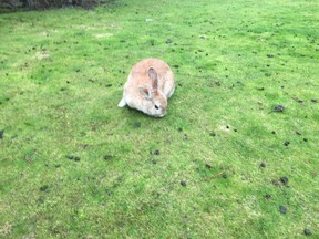 A wild rabbit grazes in Nanaimo, B.C. in this Feb.2, 2018 photo. A rare disease making its first appearance in British Columbia is killing feral rabbits and it's prompted a warning from the provincial government that pet owners should keep their domestic rabbits out of the wild.