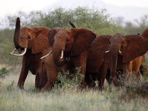 FILE - In this March 9, 2010, file photo, elephants use their trunks to smell for possible danger in the Tsavo East national park, Kenya. The Trump administration has quietly decided once again to allow Americans to import the body parts of African elephants shot for sport, despite presidential tweets decrying the practice as a "horror show."