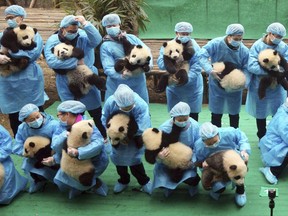 In this Jan. 20, 2017, photo, staff members hold some 23 pandas born in 2016 at the Chengdu Panda Breeding Base in Chengdu in southwestern China's Sichuan Province. The Bank of China pledged at least 10 billion yuan ($1.5 billion) on Thursday, March 8, 2018, to create a massive giant panda conservation park in southwestern Sichuan province. (Chinatopix via AP)