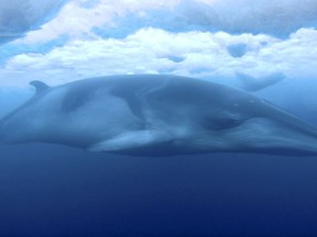 In this Feb. 1, 2018, images made from video and supplied by Dr Regina Eisert and Anthony Powell of the University of Canterbury a minke whale glides under the ice in McMurdo Sound, Antarctica. Marine mammal expert Regina Eisert thought minke whales were a little boring until she captured some striking footage of one swimming underwater near Antarctica. Now she thinks they're beautiful.