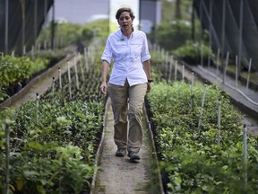 In this March 2, 2018 photo, Luisa Rosado Seijo, manager of the ecological recovery program developed by Para la Naturaleza, a non-profit organization, makes a tour of one of the NGO's nurseries in the in Rio Piedras Botanical Garden, in San Juan, Puerto Rico. "This is a project where we really won't see the results," she said. "The results will be from now to 100 years."