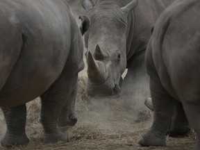 Najin, centre, one of only two female northern white rhinos remaining in the world, graze in the pen where she is kept for observation, at the Ol Pejeta Conservancy in Laikipia county in Kenya Friday, March 2, 2018. The health of the sole remaining male northern white rhino, 45-year-old Sudan who also lives at Ol Pejeta, is deteriorating and his minders said Thursday that his "future is not looking bright."
