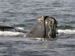 In this April 10, 2008 file photo, a North Atlantic right whale peers up from the water as another whale passes behind in Cape Cod Bay near Provincetown, Mass.