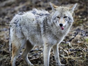 A team of experts will visit daycares to educate children about coyotes and how to respond if you encounter one.