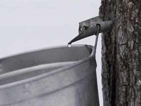 Sap drips out of maple trees into a bucket at Angele Grenier's property in Sainte-Clotilde, Que.