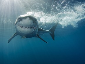 A great white shark in Isla Guadalupe in Mexico.