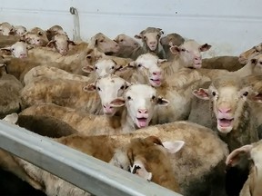 In this undated handout photo from Animals Australia recieved by AFP on March 9, 2018 shows distressed sheep shot onboard Panama-flagged livestock carrier Awassi Express, from Australia to the Middle East, captured over five voyages last year.