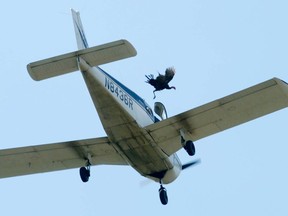 FILE - In this Oct. 14, 2017 file photo, a wild turkey is released from a plane flying over Crooked Creek during the 72nd annual Turkey Trot festival in Yellville, Ark. The sponsor festival during which live turkeys are dropped from an airplane says it will no longer promote the event. The Yellville Chamber of Commerce said Friday, April 6, 2018, that while its goal is to promote local businesses, the Turkey Trot festival has become a detriment. It's not clear whether the event will continue under a different sponsor.