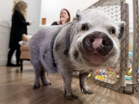 Pot-bellied pigs were left off the list of animals Montrealers are allowed to keep under reforms adopted by the former administration of mayor Denis Coderre.