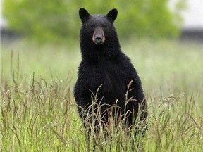 The Missoulian reports the 6-year-old male bear (not pictured here) was relocated Wednesday after authorities caught it on private property near Glacier National Park.