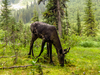 A female mountain caribou from the beleaguered Southern Selkirks herd feeds in a wet meadow in the southern Selkirk Mountains of British Columbia, Aug. 8, 2017.