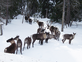 File photo of the isolated population of mountain caribou inhabiting the Selkirk Mountains of southern B.C.