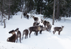 File photo of the isolated population of mountain caribou inhabiting the Selkirk Mountains of southern B.C. The herd is now down to three females.