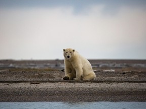 Despite overwhelming scientific evidence that the Arctic is warming twice as fast as the rest of the planet, some climate denialists are using polar bears’ fearsome reputation to help paint a misleading picture of their endangered habitat.