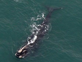 A right whale is shown in a a Center for Coastal Studies handout photo. Rescuers struggle to free an entangled right whale (not pictured here) in the Bay of Fundy.