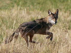 In this Sept. 11, 2015, file photo, a coyote leaps through an empty field on Chad Drive in Eugene, Ore. The City of Montreal has set up a hotline for people to report coyote sightings. THE CANADIAN PRESS/AP-Paul Carter /The Register-Guard via AP, File)