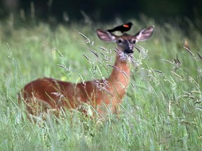 A red-winged blackbird perches atop a white-tailed deer in the tall grass of a farm field, Wednesday, June 22, 2016, in Turner, Maine. Two Saskatchewan have been fined a total of $10,500 for a scheme to kill more deer than they were allowed under provincial hunting regulations.