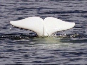 A beluga whale shows his tail in the St.Lawrence River near Tadoussac Que., Monday, July 24, 2006. Environmentalists want the federal government to step in and protect the world's largest calving area for beluga whales.
