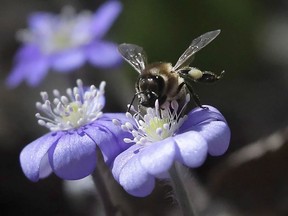 A bee feeds on flower nectar in a forest during a sunny day near to the village of Rabtsy, 65 kilometers northwest of Minsk, Belarus, Tuesday, April 10, 2018. Environmental groups say a Federal Court ruling will allow a lawsuit aimed at pesticides blamed for damaging bee populations to go to a full hearing.