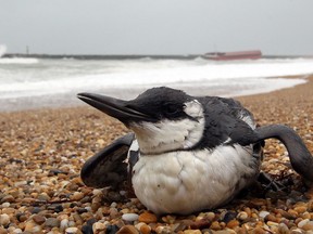 A guillemot seabird sits on the beach of Cavalier in Anglet, southwestern France, Tuesday, Feb. 11, 2014. Mother Nature is losing her timing. A major new study has concluded that the delicately choreographed interactions between species that keep food webs functioning are more and more out of synch. And while the paper isn't conclusive, it casts a suspicious eye on climate change.