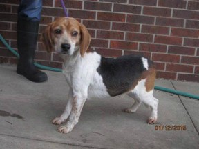 An early photo of Guy, Meghan Markle's rescued beagle.