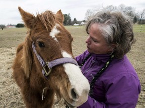In this Monday, April 9, 2018 photo, Donna McCready works with a colt at Changing Fates Equine Rescue in Laurel, Del.