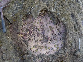 Footprint made by a sauropod dinosaur in Brothers' Point, Isle of Skye, Scotland.