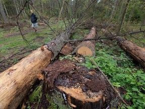 FILE - In this Aug. 13, 2017 file photo a man takes part in a protest against large-scale government logging in the Bialowieza Forest, Poland  The European Union's top court has ruled that Poland violated environmental laws with its massive logging of trees in one of Europe's last pristine forests.