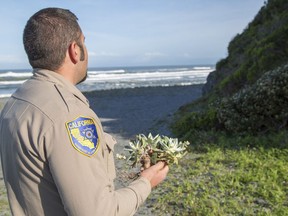 In this April 17, 2018 photo provided by the California Department of Fish and Wildlife, wildlife officer Will Castillo holds a Dudleya before replanting it in Humboldt County, Calif. State wildlife officials say they have uncovered an international plant heist involving thieves from Korea and China who are slipping into Northern California's wild landscapes to pluck succulents they then sell in a thriving black market in Asia. The Mercury News in San Jose, Calif., reports the stolen succulents called Dudleya farinose fetch up to $50 per plant in Asia, where a growing middle class is fueling demand.