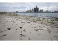 Goose excrement is shown here littering the shoreline along a popular recreational portion of the Windsor riverfront on July 28, 2017. The city is hoping a new investment will help clear poop off paths.