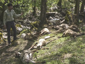 Dead sheep lie in a forest in Bad Wildbad, Germany.  The attack has added fervour to an ongoing debate in the country on how much protection wolves should get.