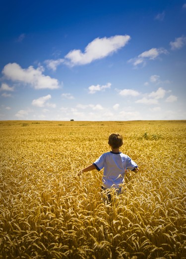 Boy walking through large wheat field