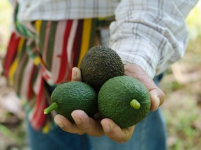 Avocados  in hand