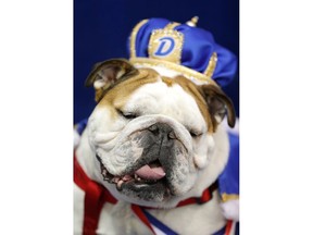 Bow-Z, owned by John Hill, of Pella, Iowa, sits on the throne after being crowned the winner of the 39th annual Drake Relays Beautiful Bulldog Contest, Sunday, April 22, 2018, in Des Moines, Iowa. The pageant kicks off the Drake Relays festivities at Drake University where a bulldog is the mascot.