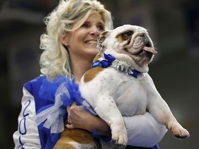 Janalyn Phillips, of Waukee, Iowa, holds Sweet Sassy Molassy during the 39th annual Drake Relays Beautiful Bulldog Contest, Sunday, April 22, 2018, in Des Moines, Iowa. The pageant kicks off the Drake Relays festivities at Drake University where a bulldog is the mascot.