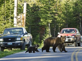 FILE - In this June 2011, file photo, grizzly bear No. 399 crosses a road in Grand Teton National Park, Wyo., with her three cubs.  U.S. officials said Friday, April 27, 2018, that they will not restore federal protections for Yellowstone-area grizzly bears despite a court ruling that called into question the government's rationale for placing the animals under state management.