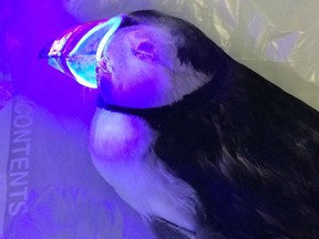 What an Atlantic Puffin beak looks like when exposed to Ultraviolet light.