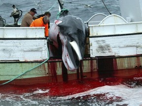 FILE - In this Saturday, Aug. 23, 2003 file photo, a whale is hauled on a fishing boat after it was killed in the Atlantic Ocean, off the west coast of Iceland. A whaling company in Iceland is preparing its fleet to bring the commercial hunting of fin whales back to the country. Whaling company Hvalur hf (Whale Inc.) said Tuesday, April 17, 2018 it is readying its two vessels for the 100-day whaling season that starts in June. Fin whale hunting stopped in Iceland in 2015, when Japanese authorities refused to import Iceland's catch because of insufficient research about health code requirements.