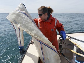 In this Wednesday, March 28, 2018 photo, Christy Hudak prepares to collect a copepod sample aboard the research vessel Shearwater off the coast of Plymouth, Mass. North Atlantic right whales are facing the threat of extinction within a generation, and the movement to preserve them is trying to come up with new solutions.