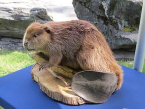 Justin Beaver, a full-sized, stuffed beaver, used by naturalists during educational programs in parks across the Fraser Valley Regional District, east of Vancouver, is shown in a handout photo.