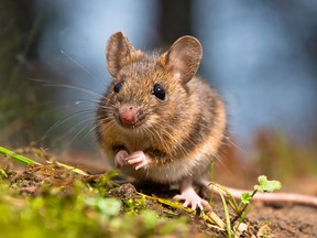 Mice studied in New York City were found to be carrying dangerous bacteria including C. difficile, E. coli and salmonella.