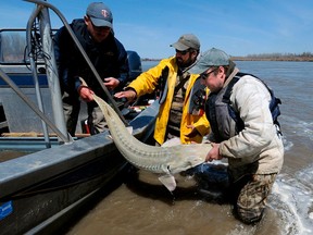FILE - In this 2014 file photo, from left, Montana Fish, Wildlife and Parks employees Dave Fuller, Chris Wesolek, and Matt Rugg release a pallid sturgeon after taking blood samples from the fish in Montana. The 9th U.S. Circuit Court of Appeals ruled Wednesday, April 4, 2018, to allow construction of a $59 million dam that is in the center of a dispute over an endangered fish species. There are about 125 wild pallid sturgeon left in Montana's Yellowstone River, and wildlife advocates are concerned the fish won't use a planned bypass channel to swim around the dam to reach their spawning grounds.