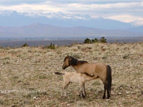 FILE--In this June 9, 2010, file photo, a mare nurses her foal in the Pryor Mountain Wild Horse Range near Pryor, Mont. Animal rights advocates are suing the federal government in a bid to make a Montana mustang population the first group of wild horses to be protected under the Endangered Species Act. Attorneys for Friends of Animals said Wednesday, April 4, 2018,  that the U.S. Fish and Wildlife Service had failed to act on a petition filed last June seeking protections for the population of about 155 horses along the Montana-Wyoming border.