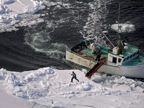 A hunter heads towards a harp seal during the annual East Coast seal hunt in the southern Gulf of St. Lawrence around Quebec's Iles de la Madeleine, March 25, 2009.