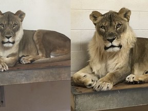 FILE - These photos provided by the Oklahoma City Zoo taken, March 25, 2017, left, and Nov. 23, 2017, right, show Bridget, a lioness that has grown a mane.  The Oklahoma City Zoo says the 18-year-old African lioness has died. The zoo says that Bridget was euthanized Wednesday, April 4, 2018,  after a veterinary team determined she was likely suffering from heart failure or infection. The zoo says Bridget had been lethargic, not eating and appeared to be in pain.